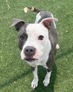 Blaze -  Pit Bull Terrier Dog for Adoption in Little Elm, Texas - Blaze | PetCurious