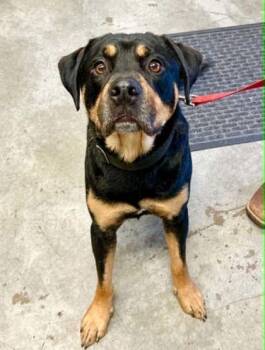 Rottweiler and Mixed Breed Dogs Available for Adoption in Bowling Green, Kentucky - Jax | PetCurious