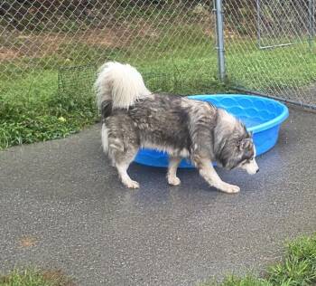 Hachi -  Siberian Husky Dog for Adoption in Fayetteville, West Virginia - Hachi | PetCurious
