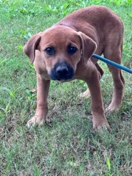Rescue Labrador Retriever and Mixed Breed Dogs for Adoption in Moultrie, Georgia - Darby | PetCurious