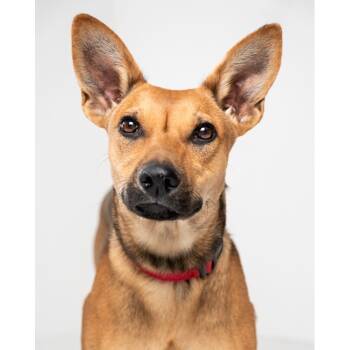 Rescue Mixed Breed Dogs for Adoption in Palm Springs, California - Zina | PetCurious