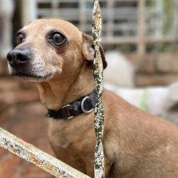 Dachshund Dogs Available for Adoption in Hopkinton, Massachusetts - Cooper | PetCurious