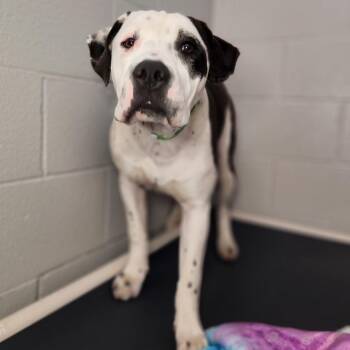 Pit Bull Terrier Dogs Available for Adoption in Fort Wayne, Indiana - Michelle Tanner | PetCurious