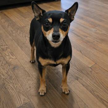 Mimi -  Miniature Pinscher Dog for Adoption in Douglas, Georgia - Mimi | PetCurious