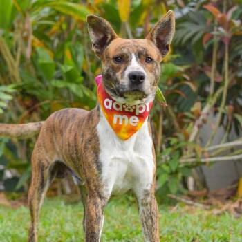Mixed Breed Dogs Available for Adoption in Kailua-kona, Hawaii - Rugby | PetCurious