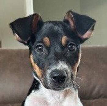 Lily -  Australian Cattle Dog Blue Heeler and Terrier Dog for Adoption in Bloomfield, Connecticut - Lily | PetCurious