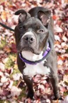 Rescue Mixed Breed Dogs for Adoption in Manitowoc, Wisconsin - Benny | PetCurious