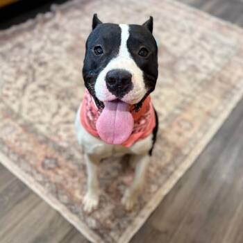 Bond Your Double O Buddy -  Staffordshire Bull Terrier and Pit Bull Terrier Dog for Adoption in Friendswood, Texas - Bond Your Double O Buddy | PetCurious