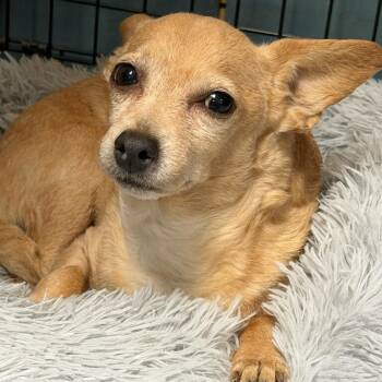 Chihuahua Dogs Available for Adoption - Nadia | PetCurious