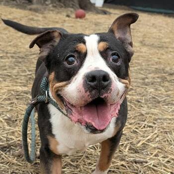 Mixed Breed Dogs Available for Adoption in Chicago, Illinois - Lucia | PetCurious