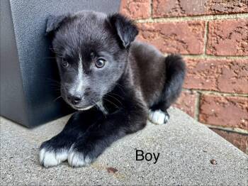 Labrador Retriever and Border Collie Dogs Available for Adoption in Armada, Michigan - Hamilton  | PetCurious