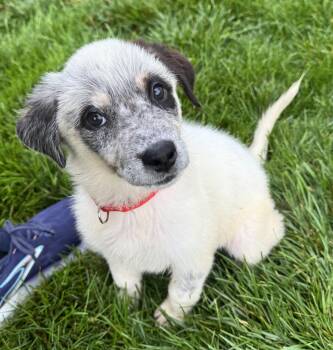 Saint Bernard and Husky Dogs Available for Adoption in Gainesville, Virginia - Bella | PetCurious