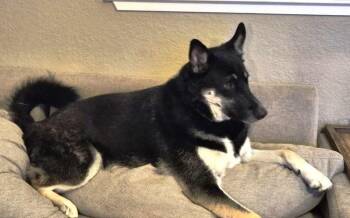 Rescue German Shepherd Dog and Siberian Husky Dogs for Adoption in Pleasant Grove, California - Gaston | PetCurious