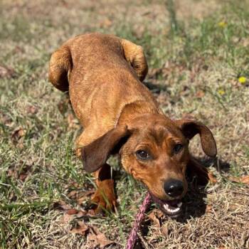 Hound Dogs Available for Adoption in Charlottesville, Virginia - Reba | PetCurious