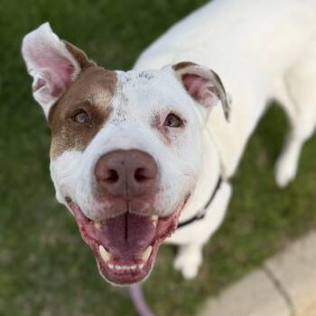 Mixed Breed Dogs Available for Adoption in Oshkosh, Wisconsin - Freddy-Loving, Charming Senior Boy | PetCurious