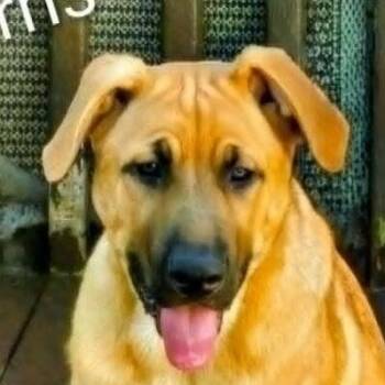 Ferris (20260811-03) -  Mastiff Dog for Adoption in Niagara Falls, Ontario - Ferris (20260811-03) | PetCurious