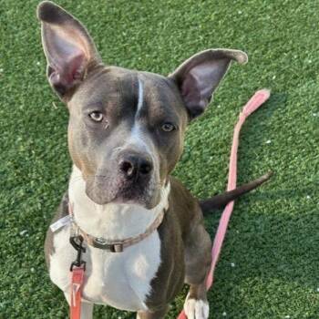 Pit Bull Terrier Dogs Available for Adoption - Monkey | PetCurious