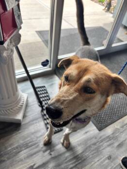 Charmaine -  Shepherd Dog for Adoption in Liverpool, New York - Charmaine | PetCurious