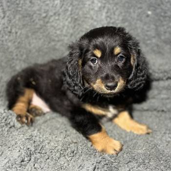 Harbor -  Dachshund and Corgi Dog for Adoption in Pelham, New Hampshire - Harbor | PetCurious