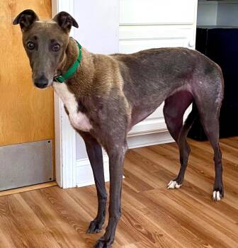 Pam -  Greyhound Dog for Adoption in Hopkinton, Massachusetts - Pam | PetCurious