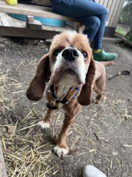 Cocker Spaniel and Mixed Breed Dogs Available for Adoption in Hobart, Indiana - Elliot | PetCurious