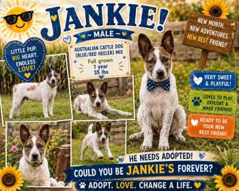 JANKIE -  Australian Cattle Dog Blue Heeler and Rat Terrier Dog for Adoption in Jackson, Tennessee - JANKIE | PetCurious