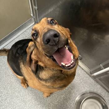 Halle -  Bloodhound Dog for Adoption in Durango, Colorado - Halle | PetCurious