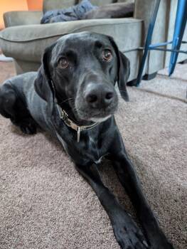 Black Labrador Retriever Dogs Available for Adoption in Heber City, Utah - Ruby | PetCurious