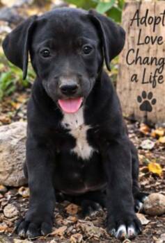 Tater -  Mountain Cur and Black Labrador Retriever Dog for Adoption in Batesville, Arkansas - Tater | PetCurious