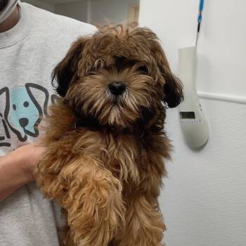 Miles -  Shih Tzu Dog for Adoption in Chicago, Illinois - Miles | PetCurious