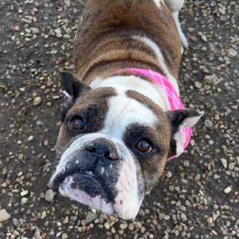 English Bulldog Dogs Available for Adoption - Beans | PetCurious