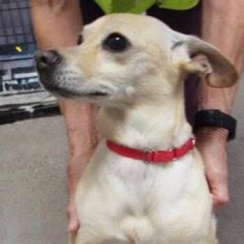 Buster -  Chihuahua Dog for Adoption in Green Valley, Arizona - Buster | PetCurious