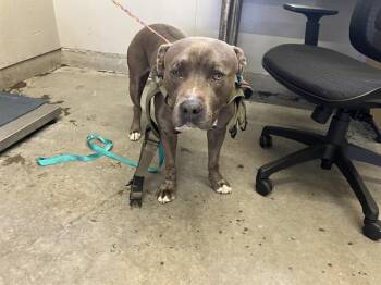 A886445 -  Pit Bull Terrier Dog for Adoption in Camarillo, California - A886445 | PetCurious
