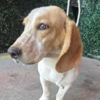 Bubz -  Basset Hound and Mixed Breed Dog for Adoption in Tacoma, Washington - Bubz | PetCurious