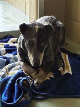 Australian Cattle Dog Blue Heeler Dogs Available for Adoption - MERVYN | PetCurious
