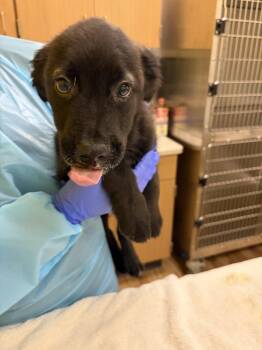 Zeke -  Mixed Breed Dog for Adoption in Raleigh, North Carolina - Zeke | PetCurious