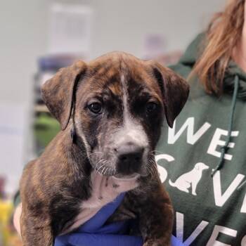 Rescue Mixed Breed Dogs for Adoption in Troy, Illinois - Bentley | PetCurious