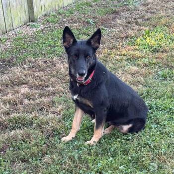 Becki -  German Shepherd Dog Dog for Adoption in Greeneville, Tennessee - Becki | PetCurious