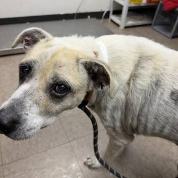 Lump Bizkit -  Pit Bull Terrier and Mixed Breed Dog for Adoption in Parrish, Alabama - Lump Bizkit | PetCurious