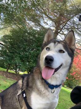 Rescue Siberian Husky Dogs for Adoption in Burnaby, British Columbia - Pinto | PetCurious