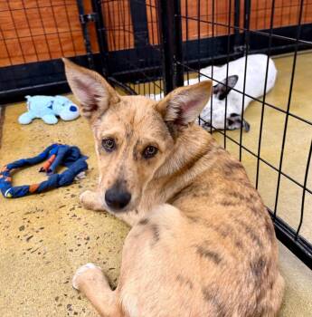 Nunchux -  Australian Cattle Dog Blue Heeler Dog for Adoption in Fort Lupton, Colorado - Nunchux | PetCurious