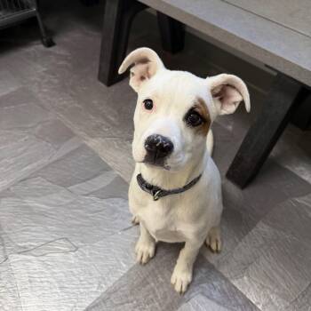 Mixed Breed Dogs Available for Adoption in Weldon, Illinois - Brownie | PetCurious