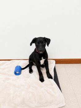 Labrador Retriever Dogs Available for Adoption in Douglas, Massachusetts - Black Jack | PetCurious