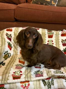 BUCKEYE -  Dachshund Dog for Adoption in Port Clinton, Ohio - BUCKEYE | PetCurious