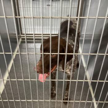 Zinny -  German Shorthaired Pointer Dog for Adoption in Montgomery, Alabama - Zinny | PetCurious
