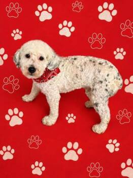 Pongo -  Poodle Dog for Adoption in Oak Creek, Wisconsin - Pongo | PetCurious