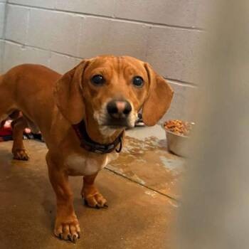 Wood -  Mixed Breed Dog for Adoption in Gadsden, Alabama - Wood | PetCurious