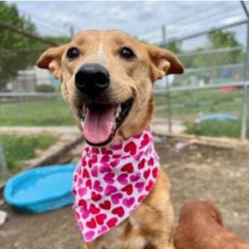 Sabrina -  Mixed Breed Dog for Adoption in Indianapolis, Indiana - Sabrina | PetCurious