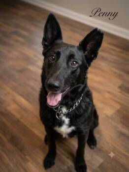 PENNY -  German Shepherd Dog Dog for Adoption in Scottsburg, Indiana - PENNY | PetCurious