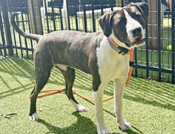 Pit Bull Terrier and Mixed Breed Dogs Available for Adoption in Brentwood, Missouri - JAZZY | PetCurious